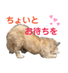 雑種のぺけwith仲間たち❸（個別スタンプ：8）