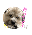 雑種のぺけwith仲間たち❸（個別スタンプ：9）
