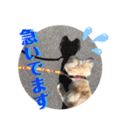 雑種のぺけwith仲間たち❸（個別スタンプ：10）
