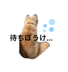 雑種のぺけwith仲間たち❸（個別スタンプ：12）
