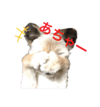 雑種のぺけwith仲間たち❸（個別スタンプ：14）