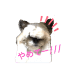 雑種のぺけwith仲間たち❸（個別スタンプ：15）