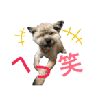 雑種のぺけwith仲間たち❸（個別スタンプ：16）