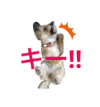 雑種のぺけwith仲間たち❸（個別スタンプ：17）