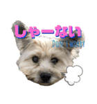 雑種のぺけwith仲間たち❸（個別スタンプ：20）