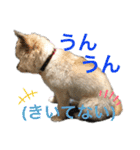雑種のぺけwith仲間たち❸（個別スタンプ：21）