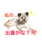 雑種のぺけwith仲間たち❸（個別スタンプ：26）