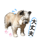 雑種のぺけwith仲間たち❸（個別スタンプ：27）