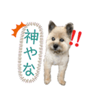 雑種のぺけwith仲間たち❸（個別スタンプ：29）