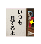 雑種のぺけwith仲間たち❸（個別スタンプ：30）