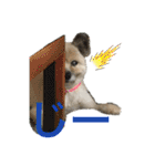 雑種のぺけwith仲間たち❸（個別スタンプ：31）
