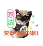 雑種のぺけwith仲間たち❸（個別スタンプ：32）
