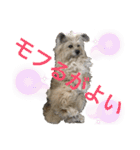雑種のぺけwith仲間たち❸（個別スタンプ：33）