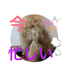 雑種のぺけwith仲間たち❸（個別スタンプ：35）