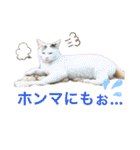 雑種のぺけwith仲間たち❸（個別スタンプ：36）