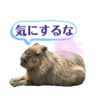 雑種のぺけwith仲間たち❸（個別スタンプ：37）
