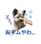 雑種のぺけwith仲間たち❸（個別スタンプ：39）