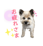 雑種のぺけwith仲間たち❸（個別スタンプ：40）