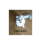 動物たちの呟き ph1（個別スタンプ：1）