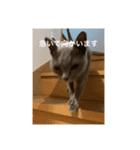 動物たちの呟き ph1（個別スタンプ：7）