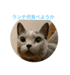 動物たちの呟き ph1（個別スタンプ：8）