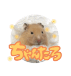 ちゃんたまご（個別スタンプ：1）