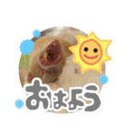 ちゃんたまご（個別スタンプ：4）