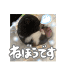 ちゃんたまご（個別スタンプ：5）