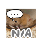 ちゃんたまご（個別スタンプ：12）