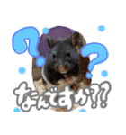 ちゃんたまご（個別スタンプ：14）