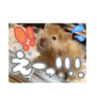 ちゃんたまご（個別スタンプ：15）