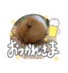 ちゃんたまご（個別スタンプ：16）