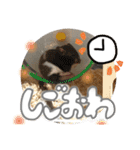 ちゃんたまご（個別スタンプ：17）