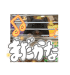 ちゃんたまご（個別スタンプ：20）