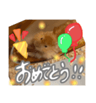 ちゃんたまご（個別スタンプ：21）