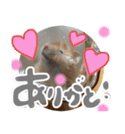 ちゃんたまご（個別スタンプ：24）