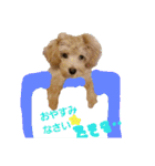 マルプーわさびの日常(U´・ェ・)（個別スタンプ：2）