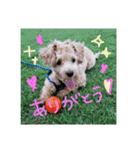 マルプーわさびの日常(U´・ェ・)（個別スタンプ：6）