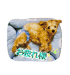 マルプーわさびの日常(U´・ェ・)（個別スタンプ：8）