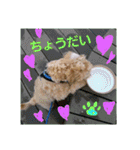 マルプーわさびの日常(U´・ェ・)（個別スタンプ：10）