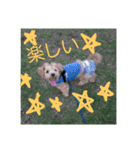 マルプーわさびの日常(U´・ェ・)（個別スタンプ：14）