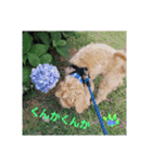 マルプーわさびの日常(U´・ェ・)（個別スタンプ：33）