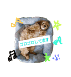 マルプーわさびの日常(U´・ェ・)（個別スタンプ：34）