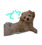 マルプーわさびの日常(U´・ェ・)（個別スタンプ：38）
