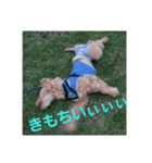 マルプーわさびの日常(U´・ェ・)（個別スタンプ：40）