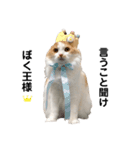 ぼく、おもち。2（個別スタンプ：13）