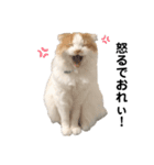 ぼく、おもち。2（個別スタンプ：14）