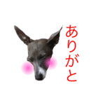 広島弁のイタグレちゃん（個別スタンプ：6）