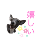 広島弁のイタグレちゃん（個別スタンプ：7）