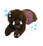 くぅたん日常で使うスタンプpart2（個別スタンプ：7）
